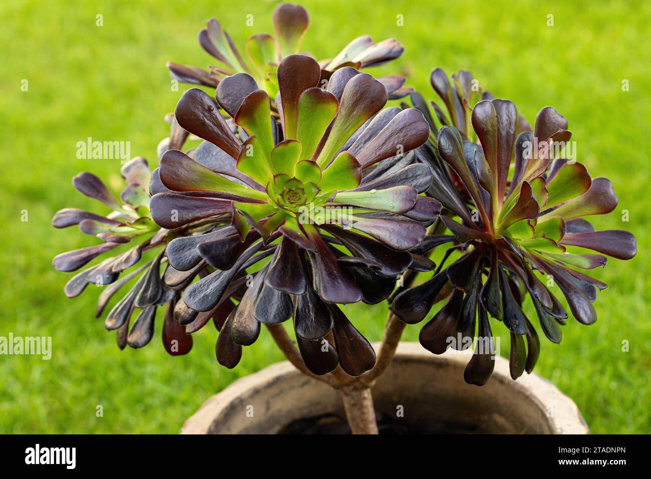 Close up of a dark Aeonium with green centre planted in a garden pot. A Succulent tree houseleek growing in the UK Stock Photo