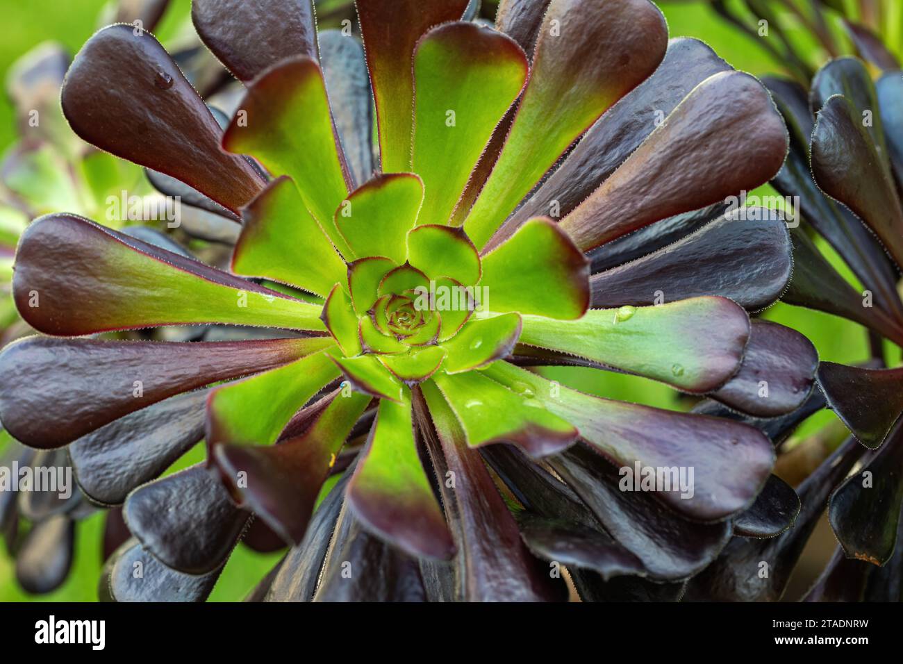 Close up of a dark Aeonium with green centre. A Succulent tree houseleek growing in the UK Stock Photo