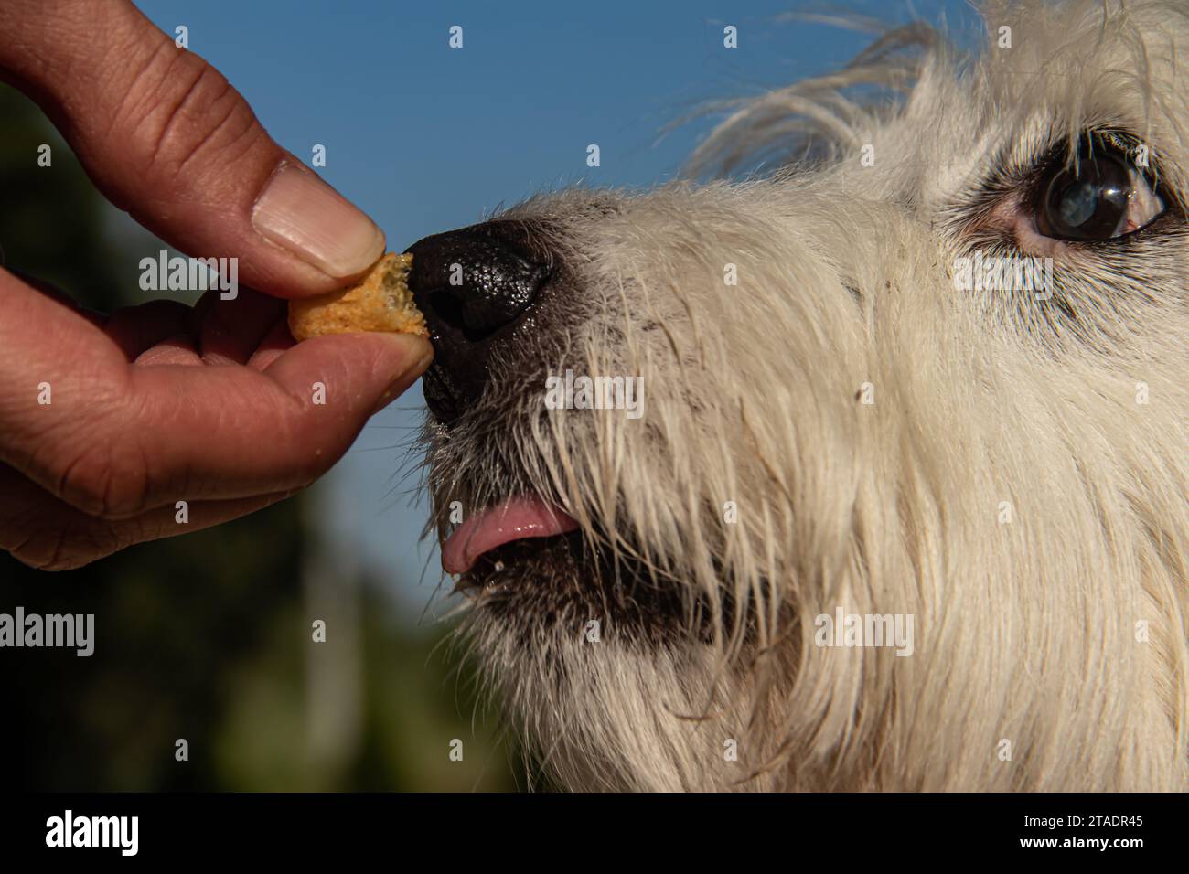 Feeding time for small white dog, human hand putting diet nutritional