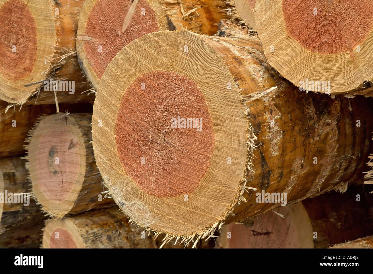 Harvested & skinned Douglas Fir 'Pseudotsuga menziesii' logs, at lumbermill, growth rings, Trinity County,  California. Stock Photo