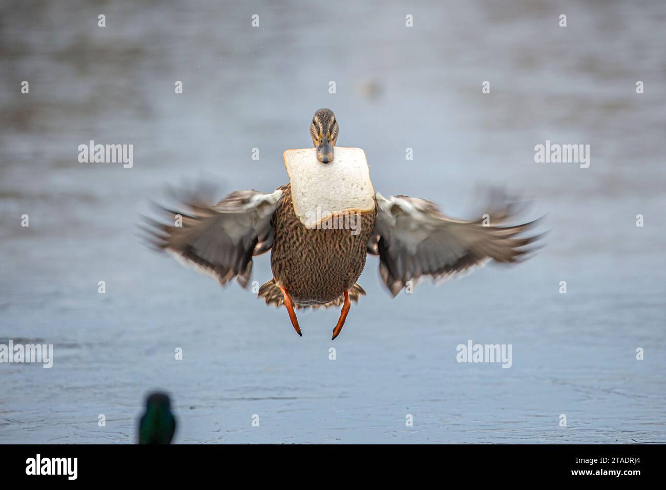 Kidderminster, UK. 30th November, 2023. UK weather: a harsh freeze hits the Midlands this morning leaving temperatures low enough to freeze local wildlife pools. Mallard ducks struggle to find food on their frozen pool but take full advantage of the kindness of local residents feeding them bread. Credit: Lee Hudson/Alamy Live News Stock Photo