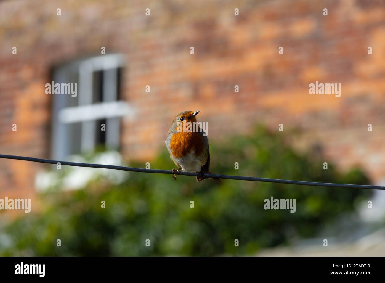 Red Robin perched on wire, kent, uk Stock Photo