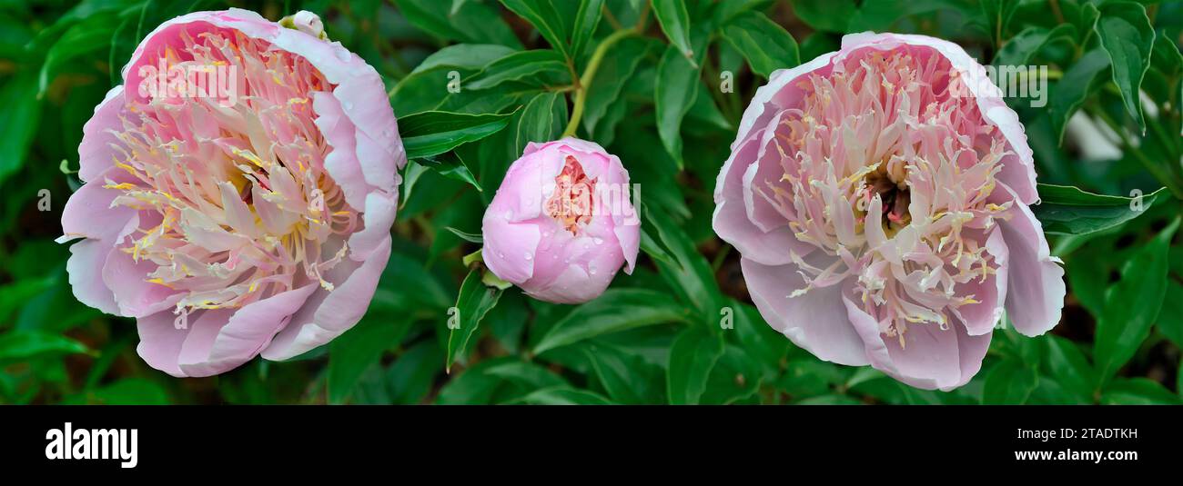 Two pale pink peony flowers and bud variety Cream puff over blurred foliage on wide floral border. Delightful delicacy and perfection of flowers - flo Stock Photo