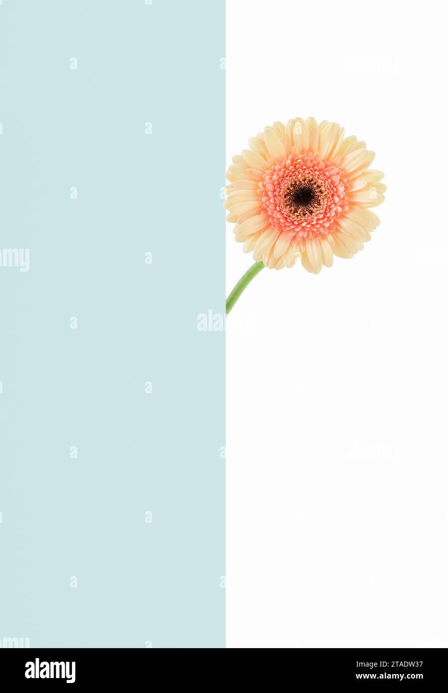 Single Gerbera on duo colored background Stock Photo