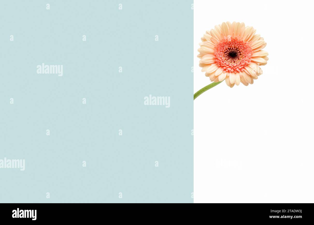 Single gerbera between duo colored backgrounds with plenty of copy space Stock Photo