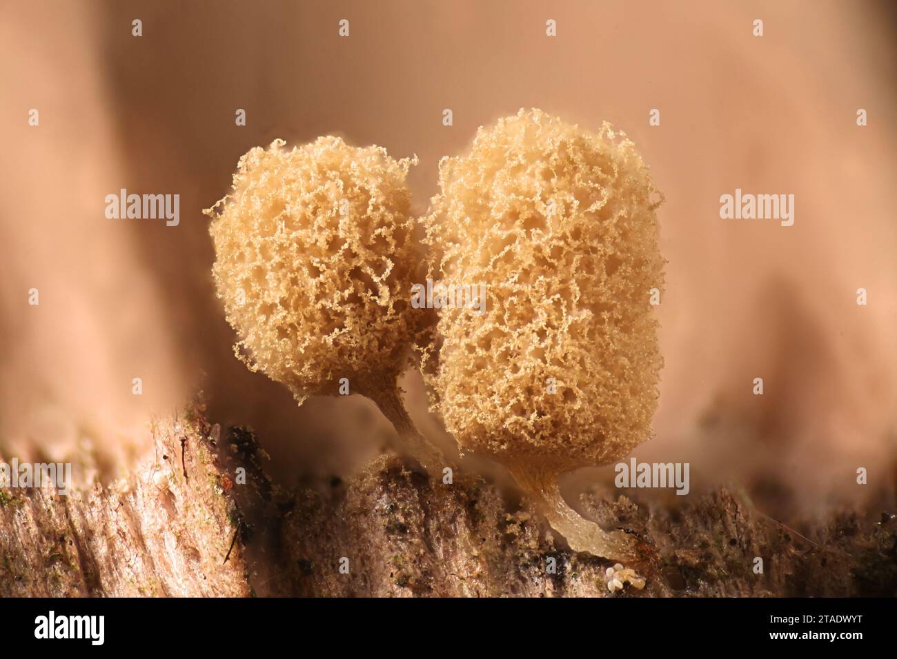 Arcyria pomiformis, a slime mold of the order Trichiales, microscope image of sporangia Stock Photo