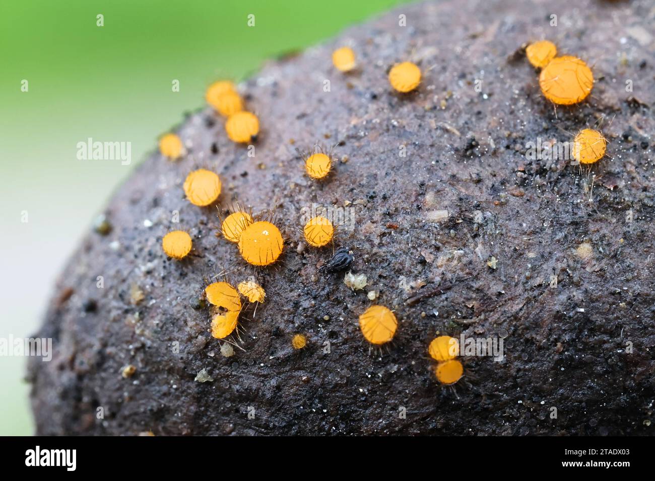 Cheilymenia parvispora, apothecial fungus growing on moose dung in Finland, no common English name Stock Photo