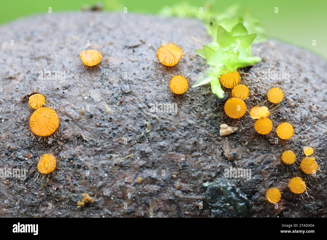 Cheilymenia parvispora, copriphilous fungus growing on moose dung in Finland, no common English name Stock Photo