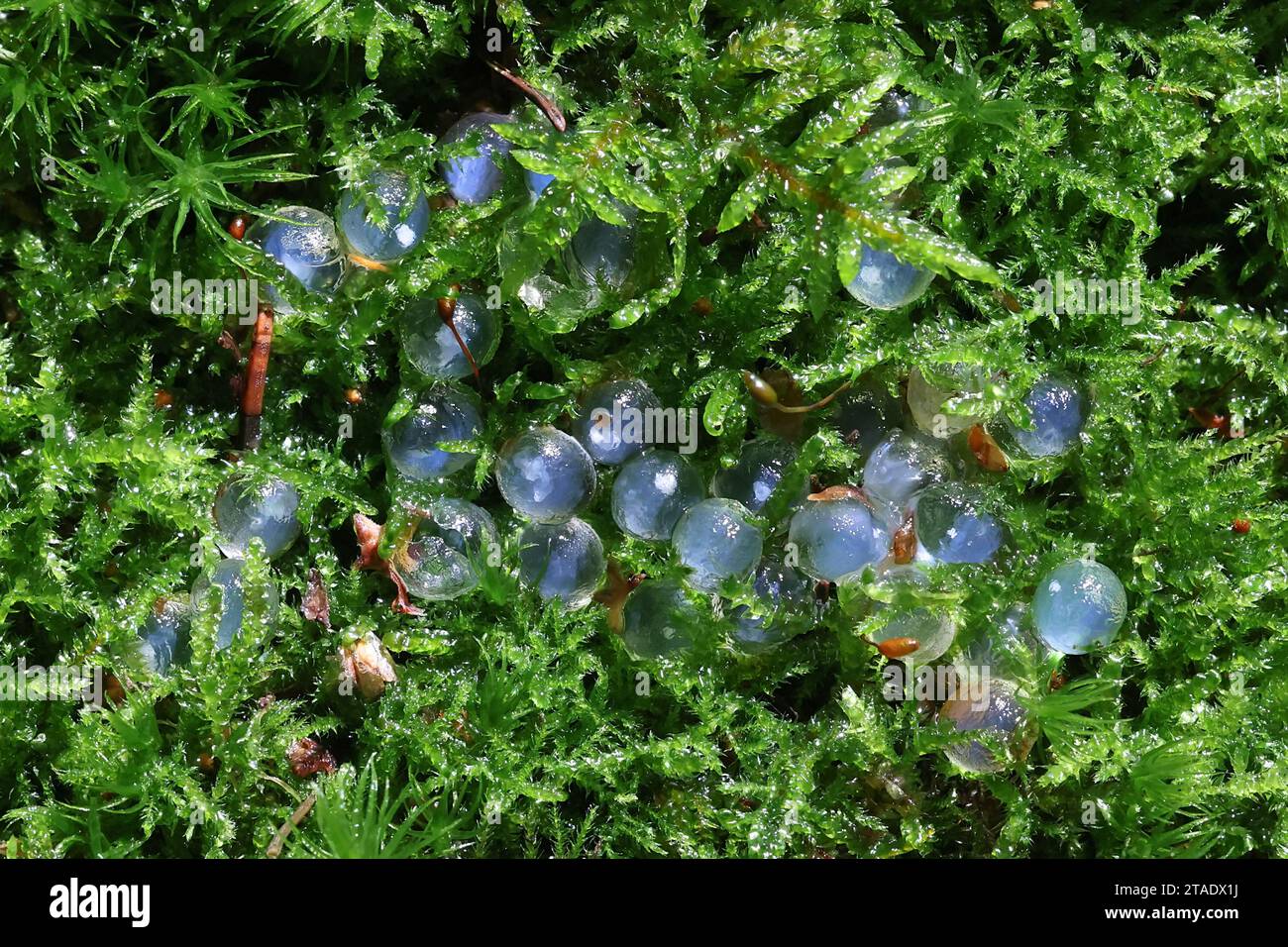 Snail eggs hires stock photography and images Alamy