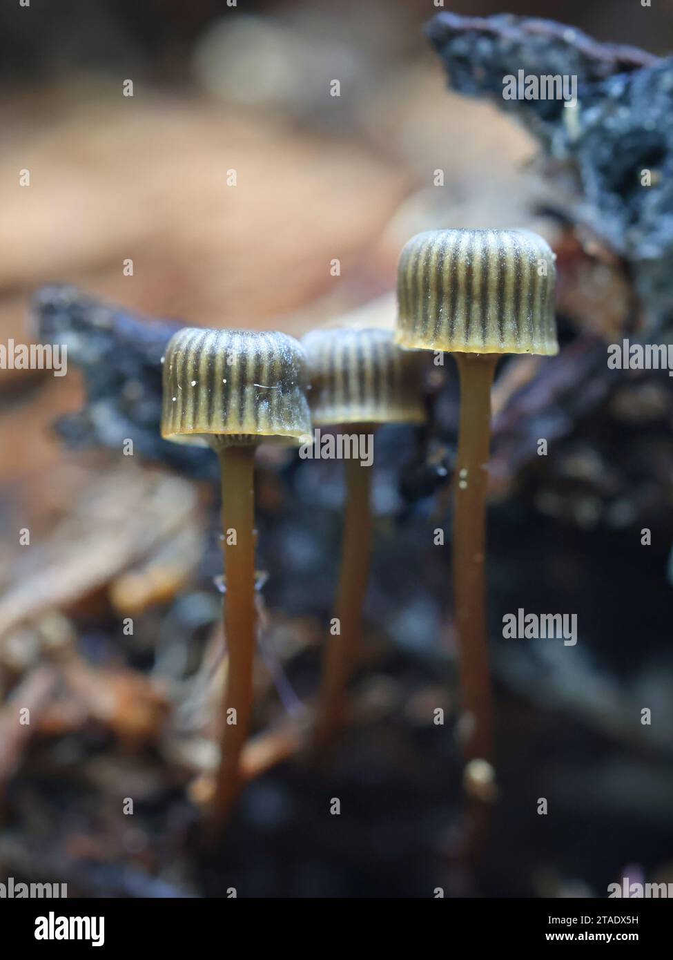 Mycena picta, commonly known as Cryptic Bonnet, wild mushroom from Finland Stock Photo