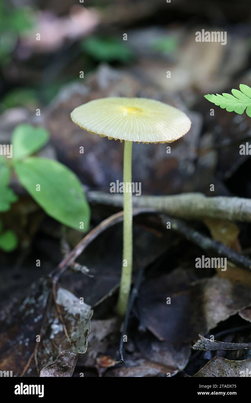 Bolbitius titubans, also known as Bolbitius vitellinus, commonly called Yellow Fieldcap or Egg-yolk Fieldcap, wild mushroom from Finland Stock Photo