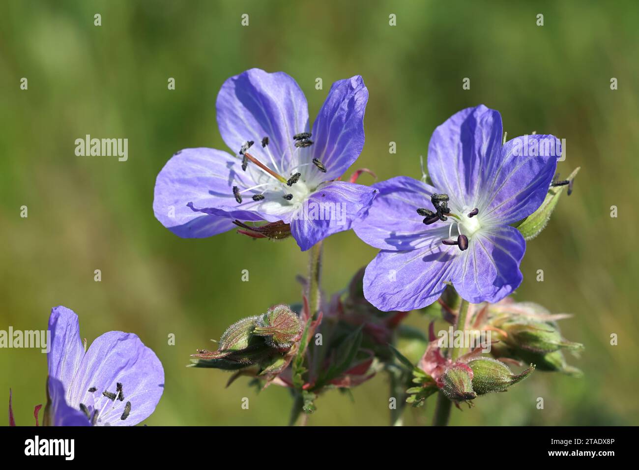Meadow Cranesbill Geranium pratense, also known as Meadow crane’s-bill or Meadow geranium, wild flowering plant from Finland Stock Photo
