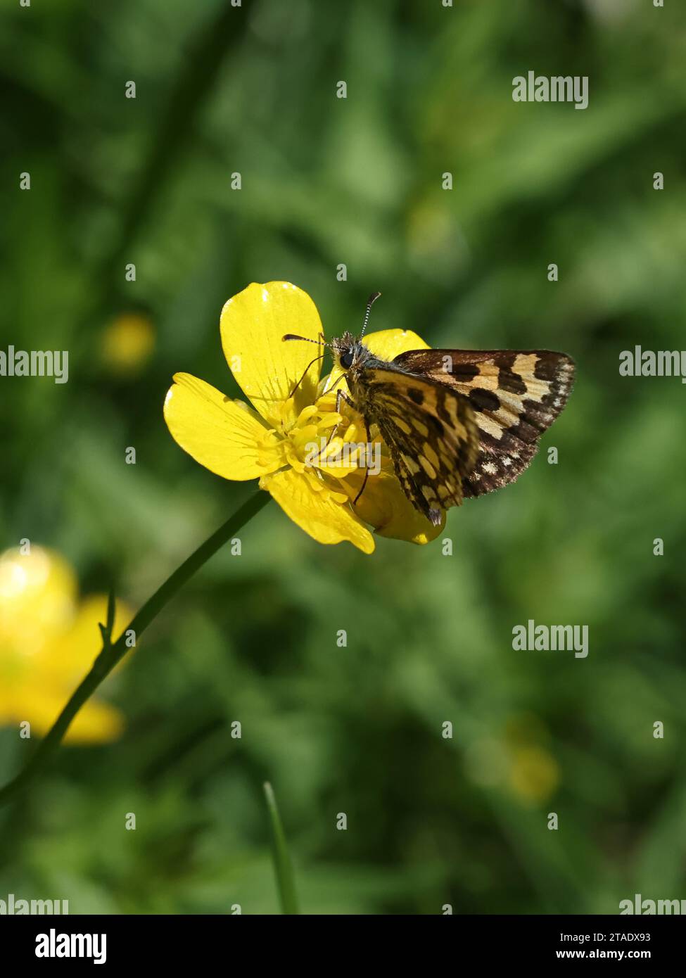 Northern Checquered Skipper, Carterocephalus silvicola, butterfly from Finland Stock Photo