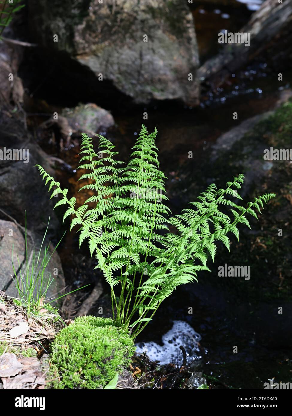 Athyrium filix-femina, commonly known as the lady fern or common lady-fern, wild plant from Finland Stock Photo