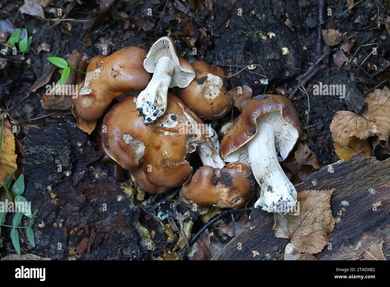 Hebeloma theobrominum, a poison pie mushroom from Finland, no common English name Stock Photo