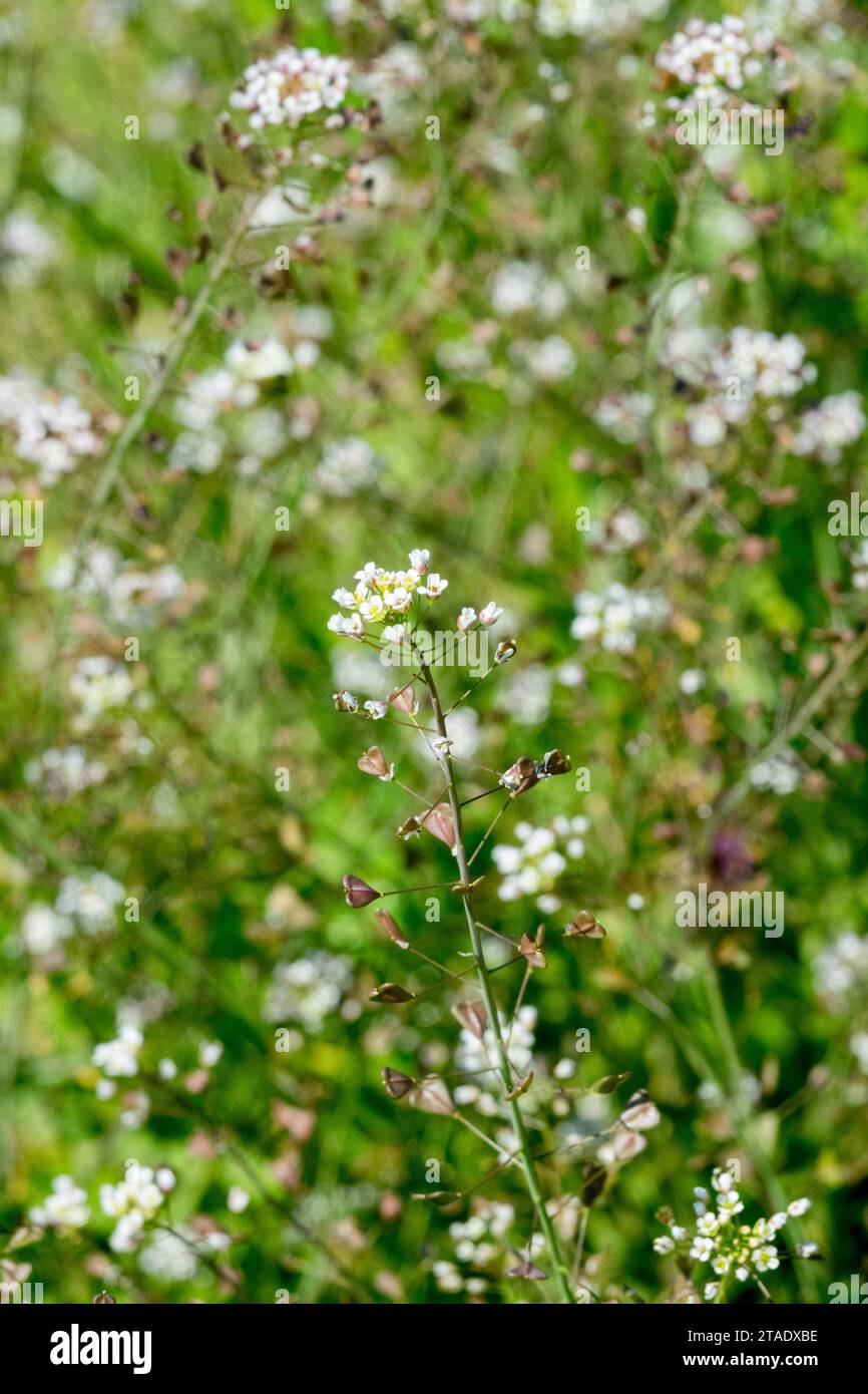 Weeds garden, Plant, Shepherd´s purse, Capsella bursa-pastoris, ruderal, plants, weeds in garden, flowering Stock Photo