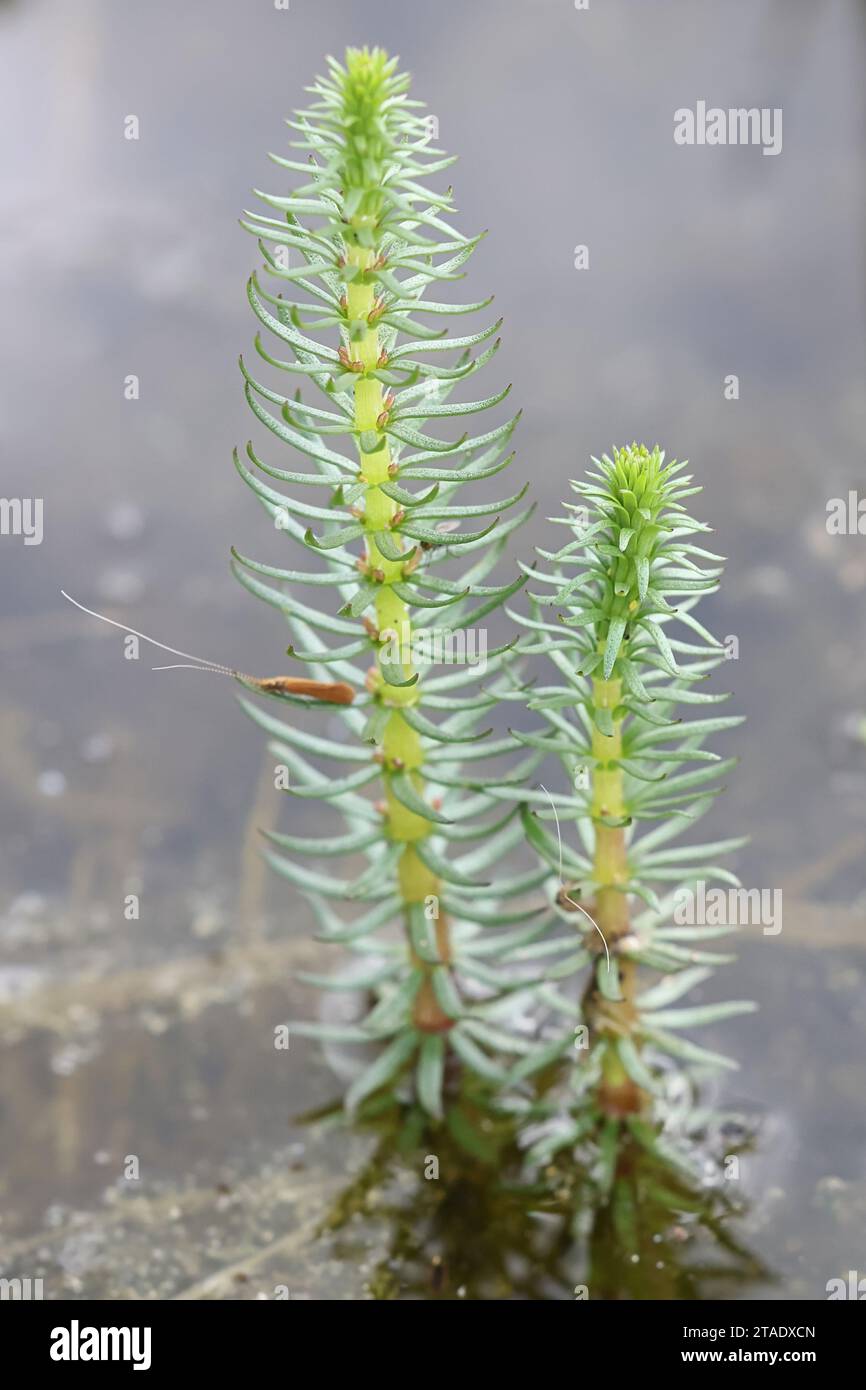 Hippuris vulgaris, commonly known as mare's-tail or common mare's-tail, wild aquatic plant from Finland Stock Photo