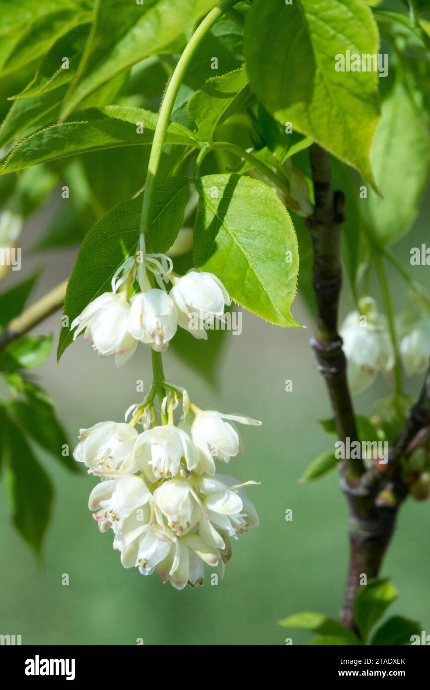Staphylea pinnata, Flower, Plant, European Bladdernut, flowering, Shrub Stock Photo