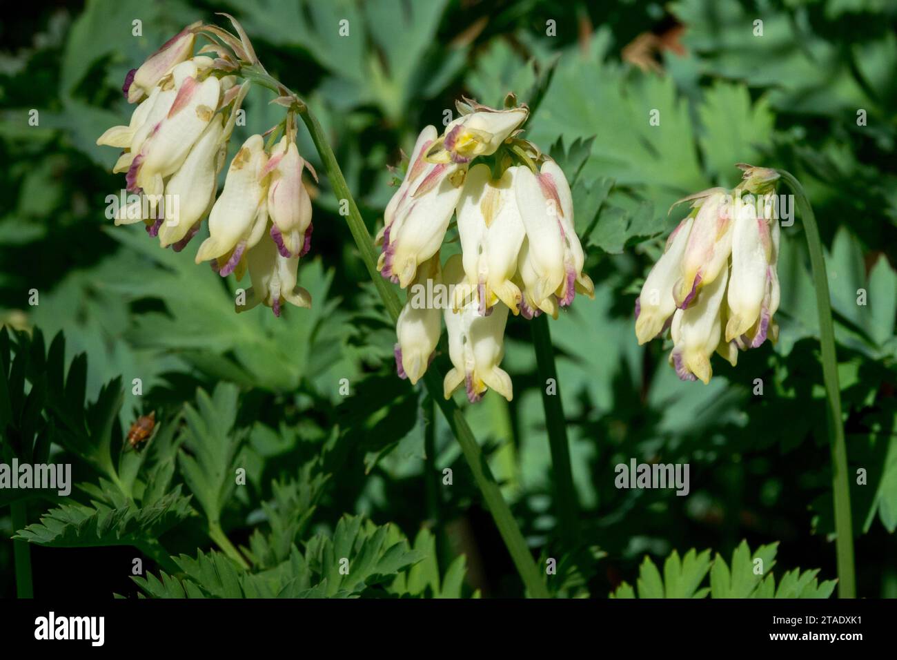 Flowering, Dicentra "Langtrees", Bleeding Heart, Flower, blooming