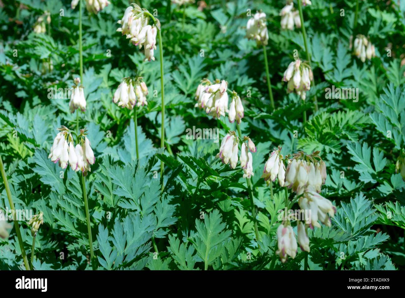 Dicentra formosa "Langtrees", Fern Leaf Bleeding Heart flowering, Plant