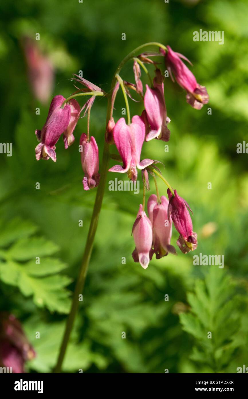 Dicentra formosa, Fern Leaf Bleeding Heart, Pink, Flower, Portrait Dicentra formosa 'Bountiful' Stock Photo