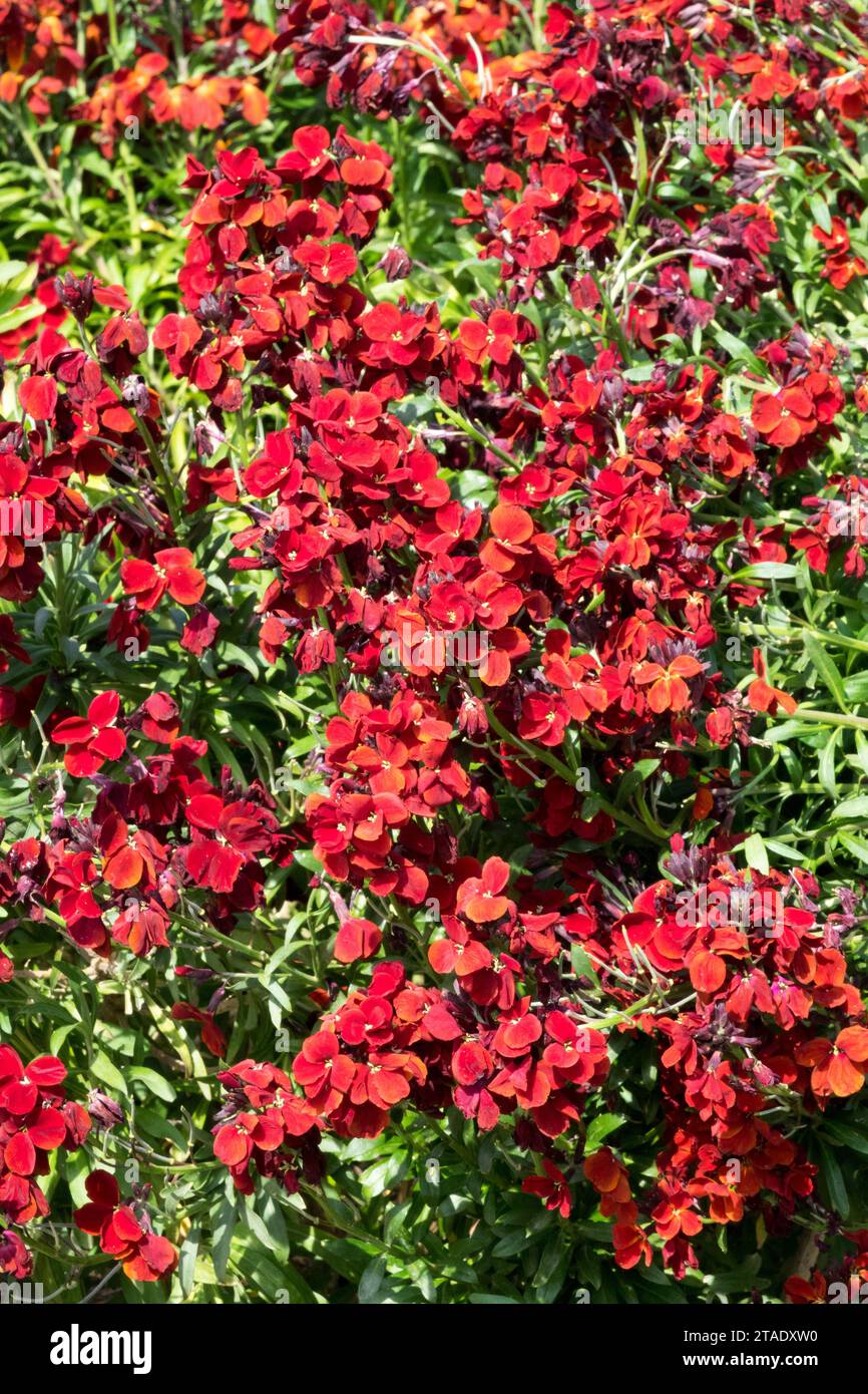 Aegean Wallflower, Cheiranthus cheirii 'Vulcan', Common Wallflower, English Wallflower, Erysimum cheiri, Wallflower, red, flowering, plant Stock Photo
