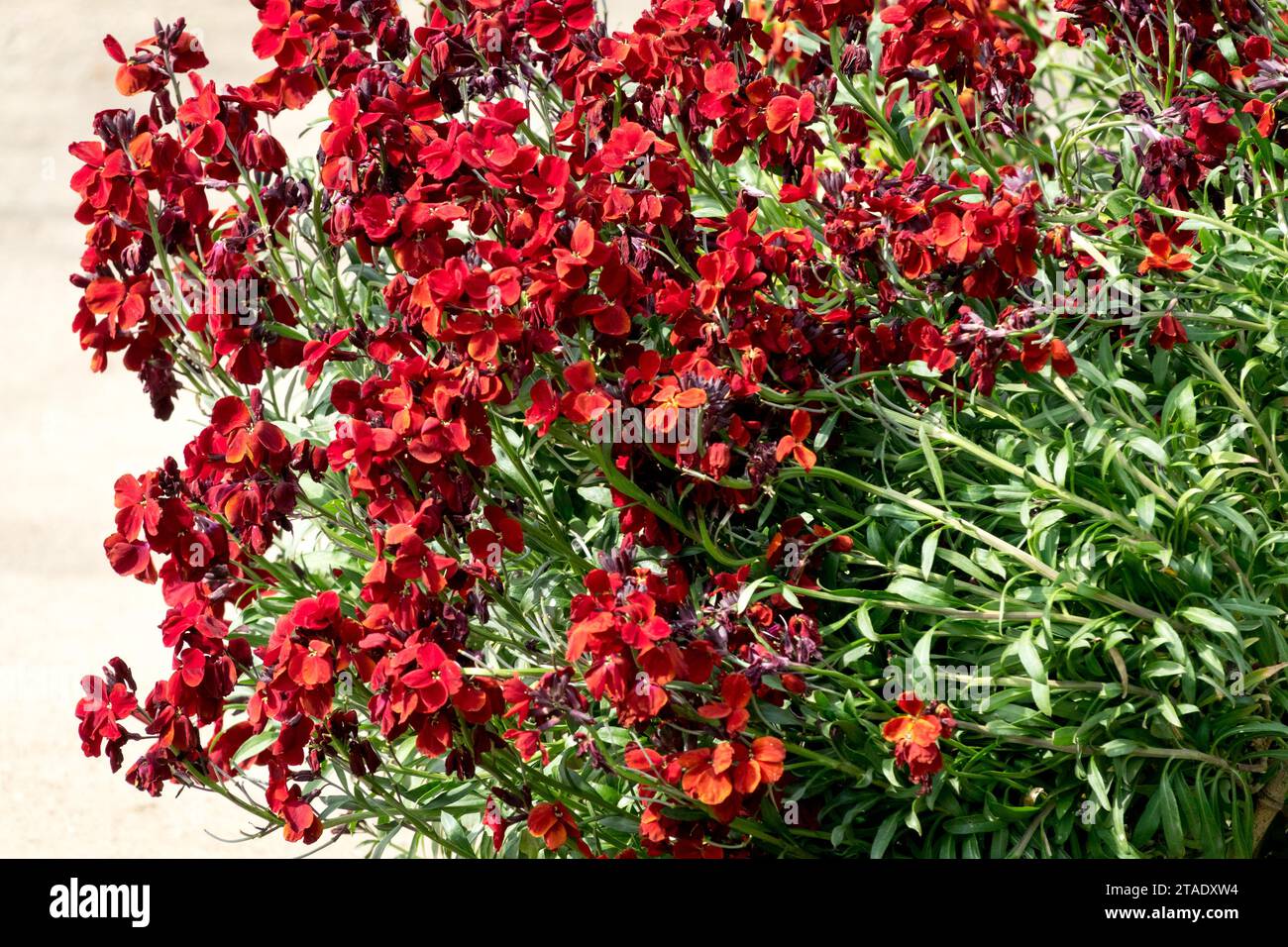Flowerbed, bloody, red, Erysimum cheiri, Common Wallflower, plant Stock Photo