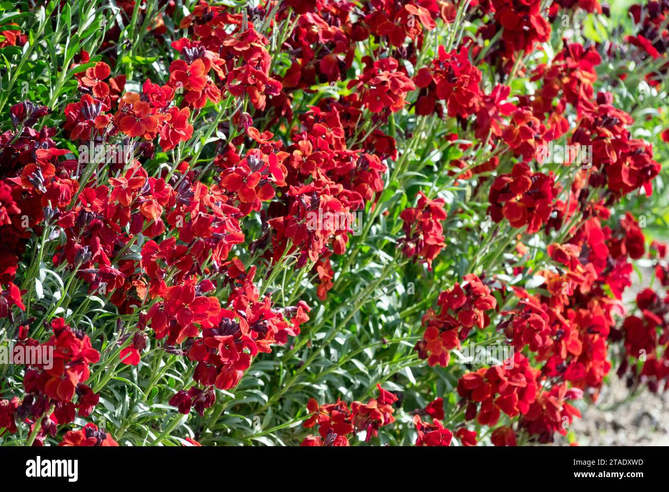 dark, bloody, red, Erysimum cheiri, flowers in a garden Stock Photo