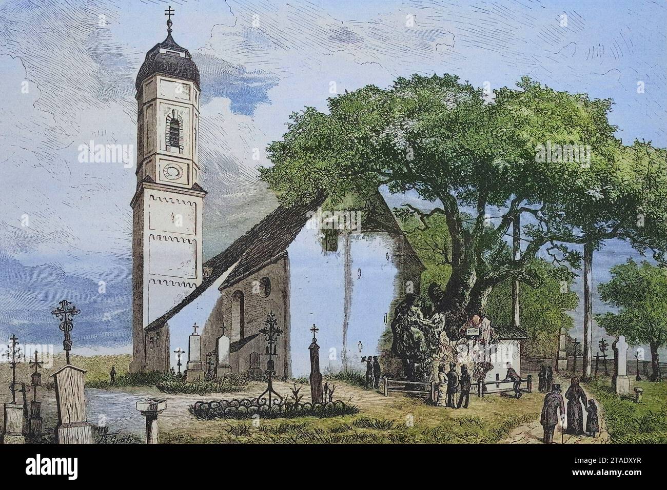 Die Edignalinde, auch Tausendjährige Linde, eine SommerLinde, Tilia