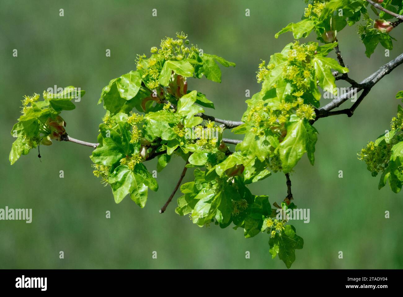 Spring branch with new leaves and blossoms, Field maple, Acer campestre Stock Photo