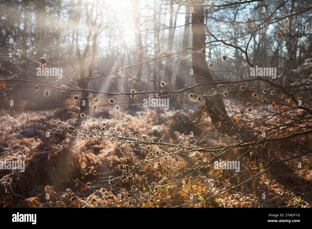 Urwald Primeval forest Urwald Sababurg, Hofgeismar, Weser Uplands ...