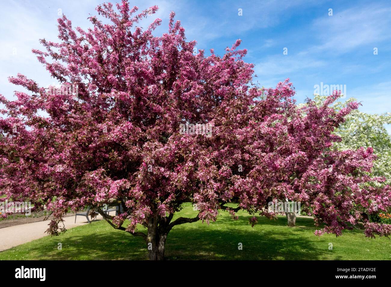 Purple Malus, Crabapple, flowering, garden, tree, Malus x moerlandsii 'Profusion' nice springtime weather in garden blossoming tree Stock Photo