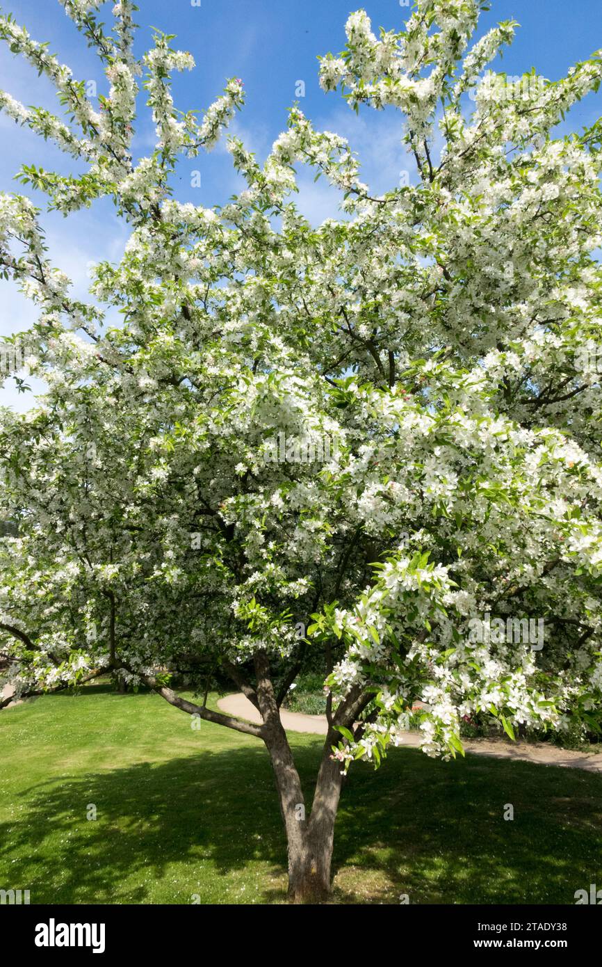Siberian Crabapple, tree, Malus baccata, Chinese Crab, spring, blossoms, garden Stock Photo