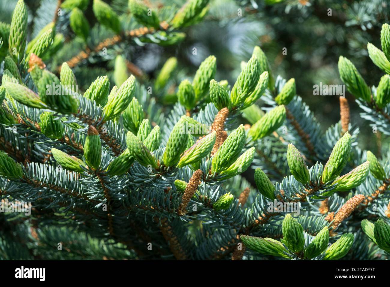 Spruce, Picea × mariorica 'Compacta', shoots Stock Photo