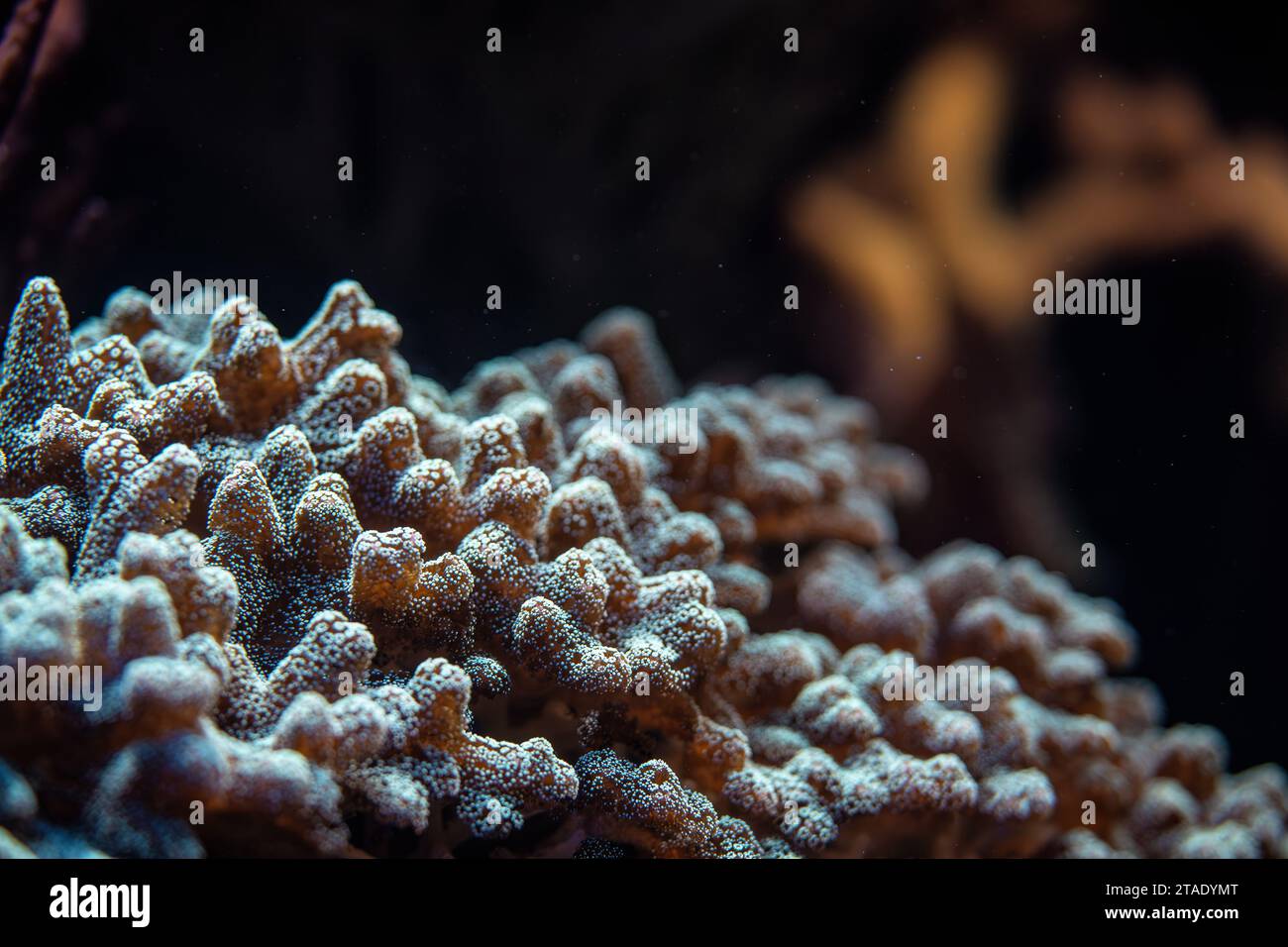 Underwater photo, close up of coral, Pocillopora species, emitting fluorescent light. Abstract marine background Stock Photo
