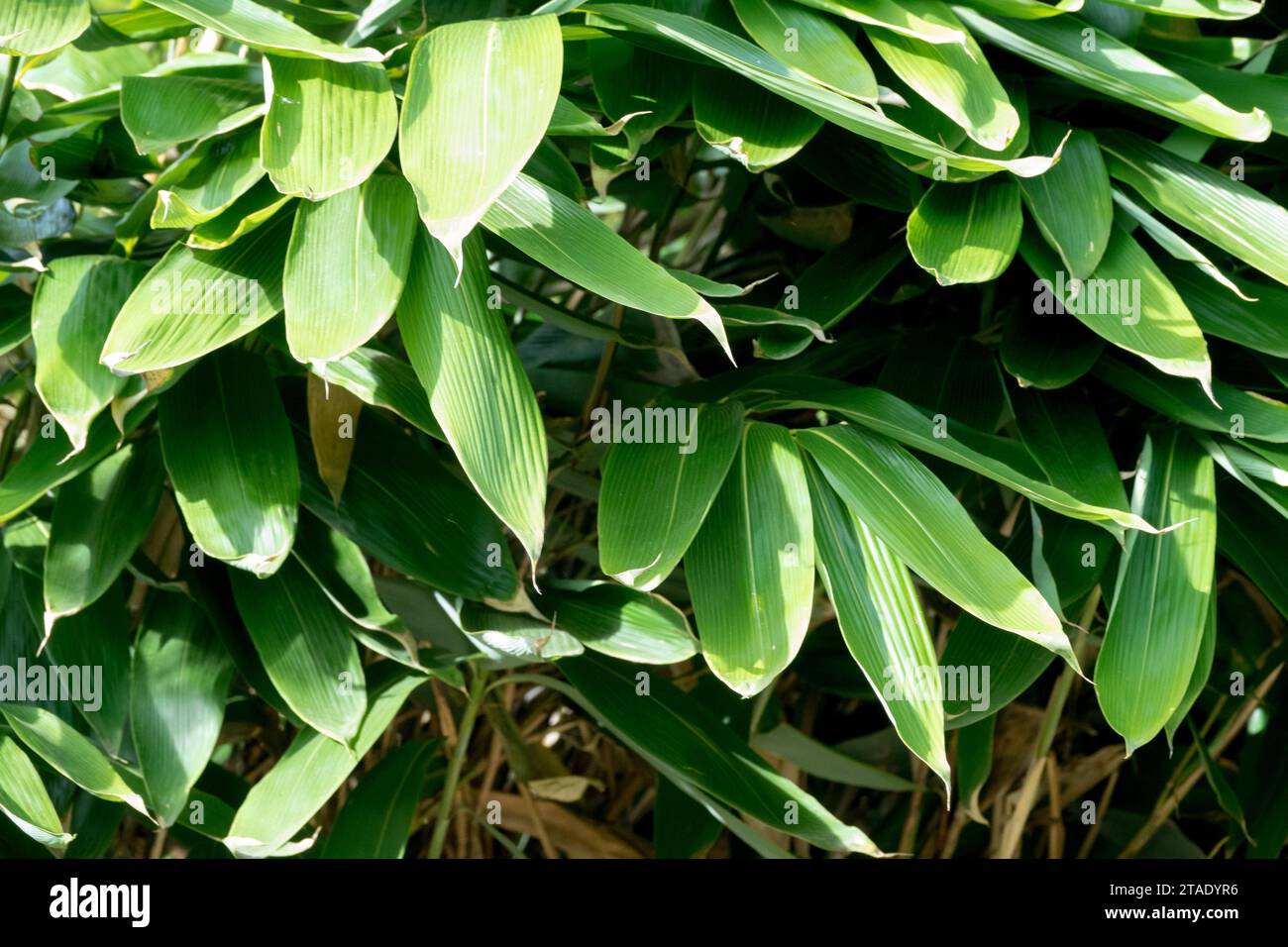 Broadleaf Bamboo, Sasa palmata 'Nebulosa' Stock Photo