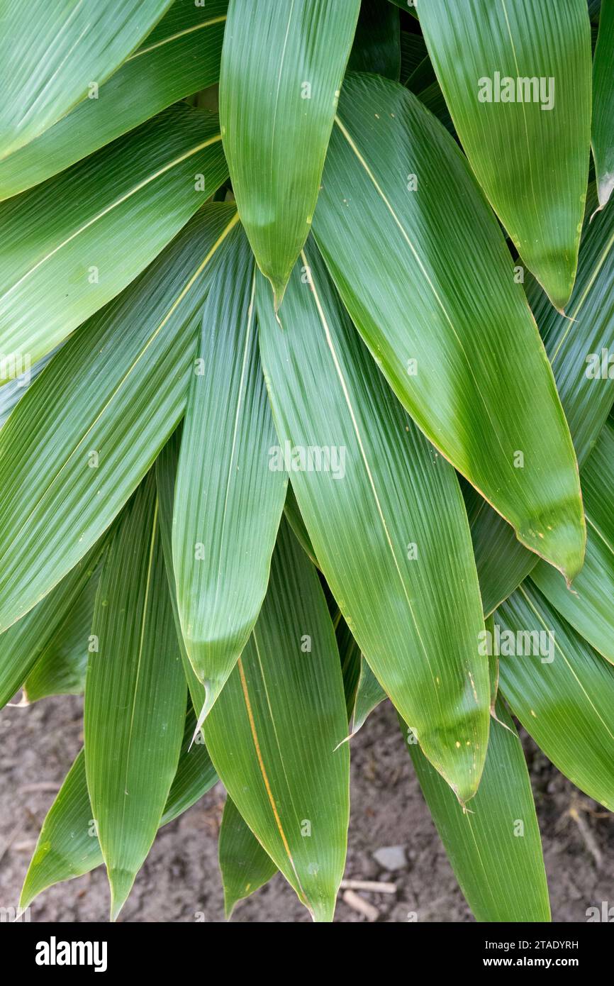 Leaves of Sasa bamboo, Sasa palmata 'Nebulosa', Broadleaf Bamboo Stock Photo