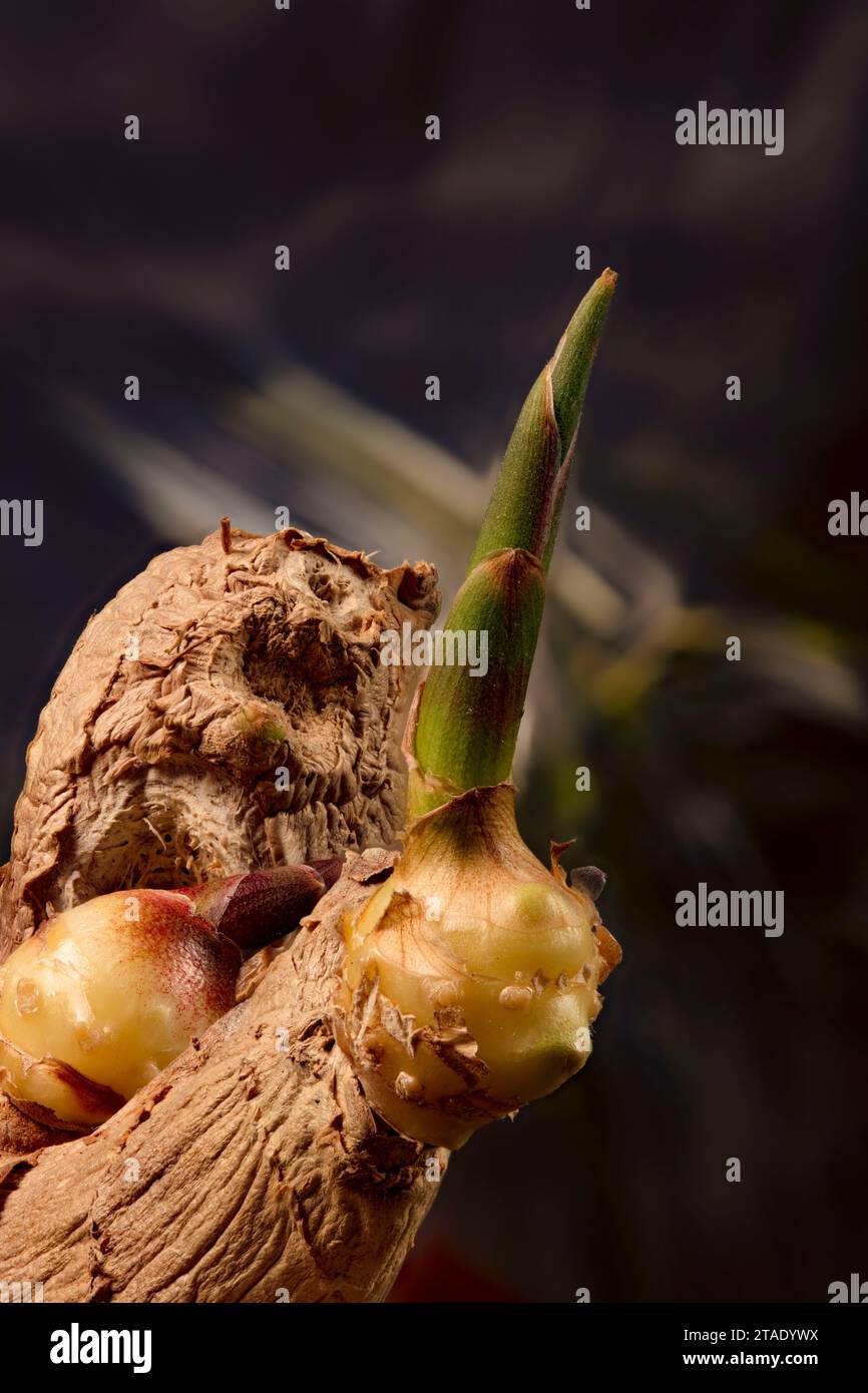 Dramatic close up food ingredient / spice portrait still life of root ...
