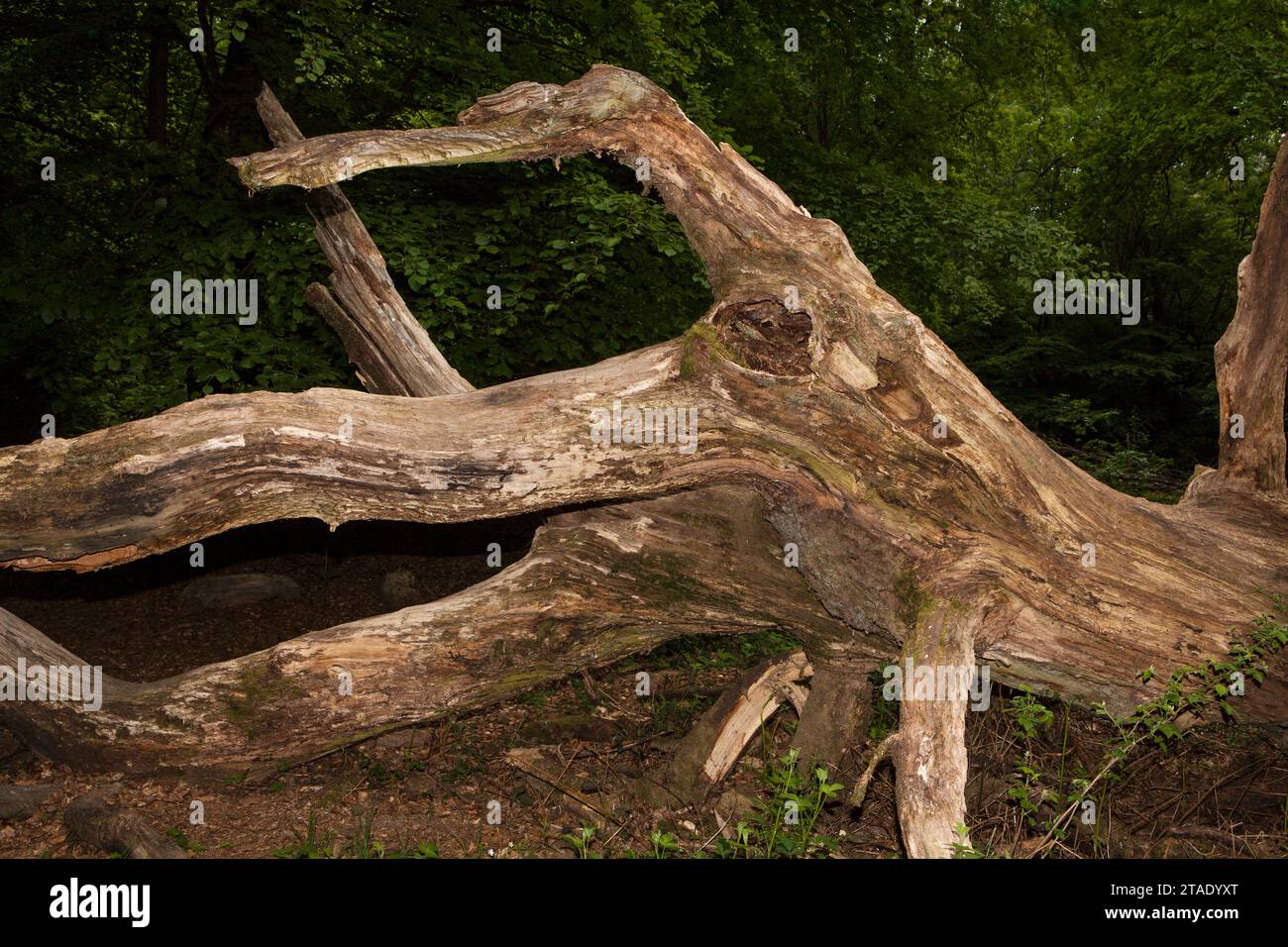 Old rotten oak tree, looks like an octopus, Primeval forest Urwald Sababurg, Hofgeismar, Weser Uplands, Weserbergland, Hesse, Germany Stock Photo