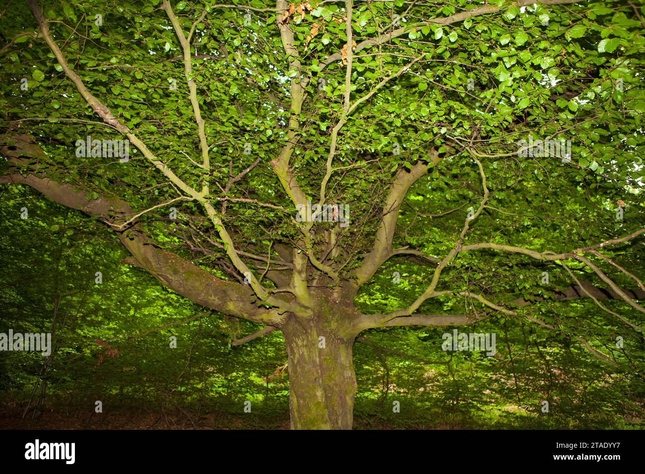Beech tree, Primeval forest Urwald Sababurg, Hofgeismar, Weser Uplands, Weserbergland, Hesse, Germany Stock Photo