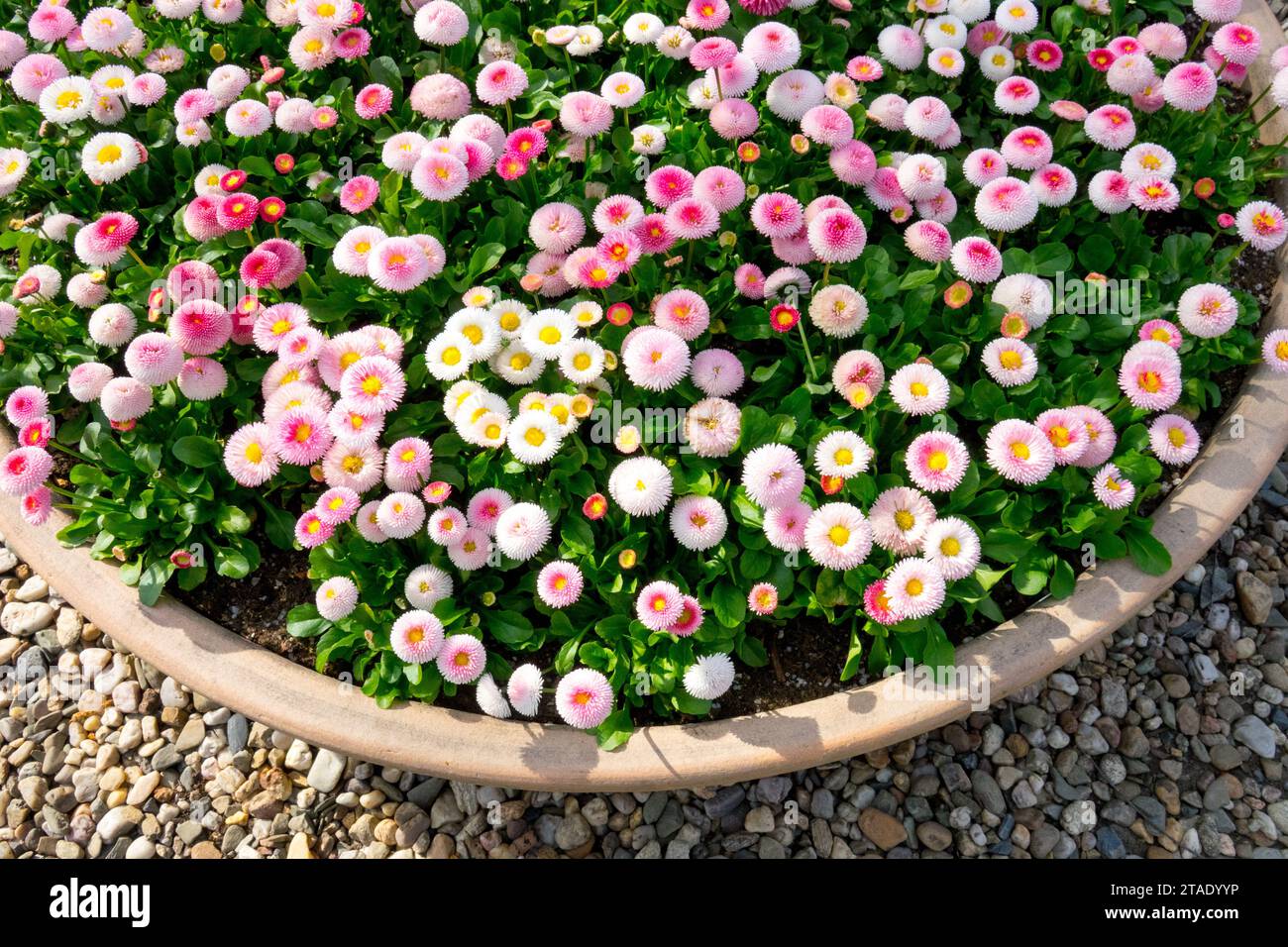 Flowering Container, English Daisy, garden, Bellis perennis, Spring, plants Stock Photo