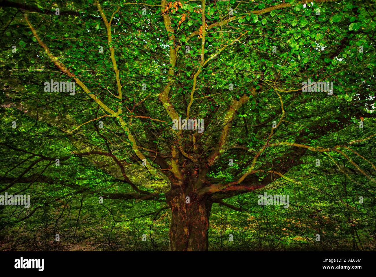 Beech tree, Primeval forest Urwald Sababurg, Hofgeismar, Weser Uplands, Weserbergland, Hesse, Germany Stock Photo