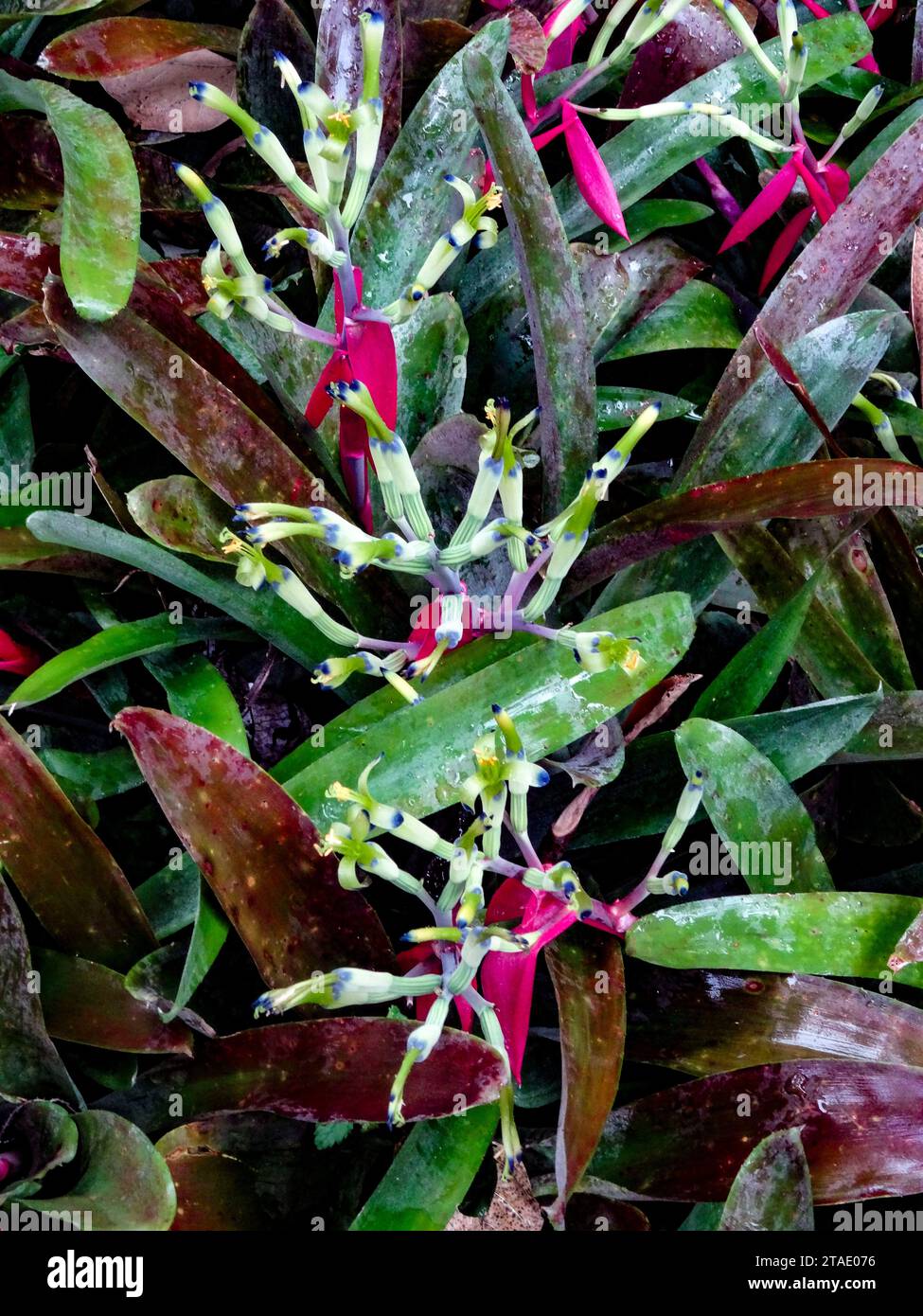 Chaotic natural close up environmental flowering plant portrait of Billbergia Amoena,flowering on mass Stock Photo