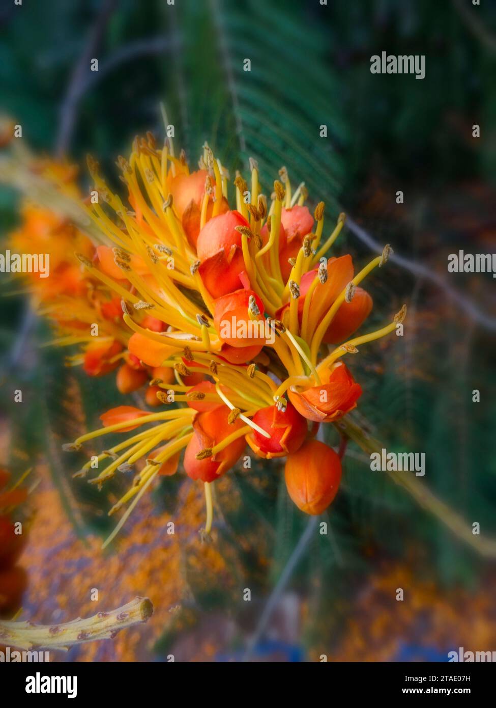 Striking Colvillea Racemosa. Natural close up flowering tree portrait in good light Stock Photo
