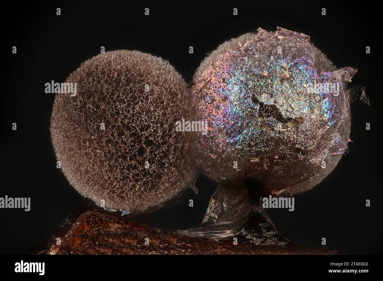 Lamproderma pulveratum, a nivicolous slime mold from Finland, microscope image of sporocarps Stock Photo
