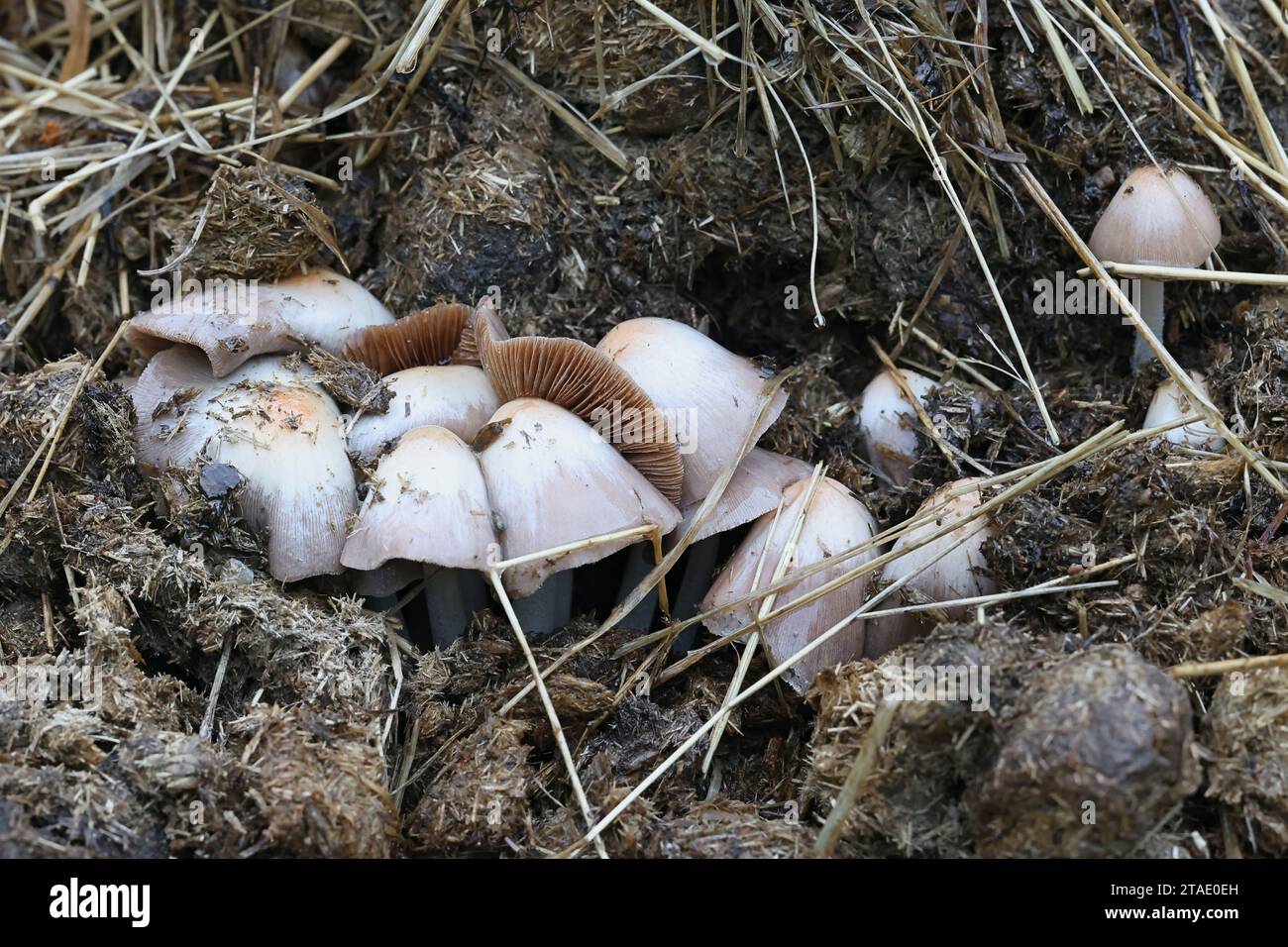 Bolbitius coprophilus, a fieldcap mushroom growing on horse manure in Finland, no common English name Stock Photo