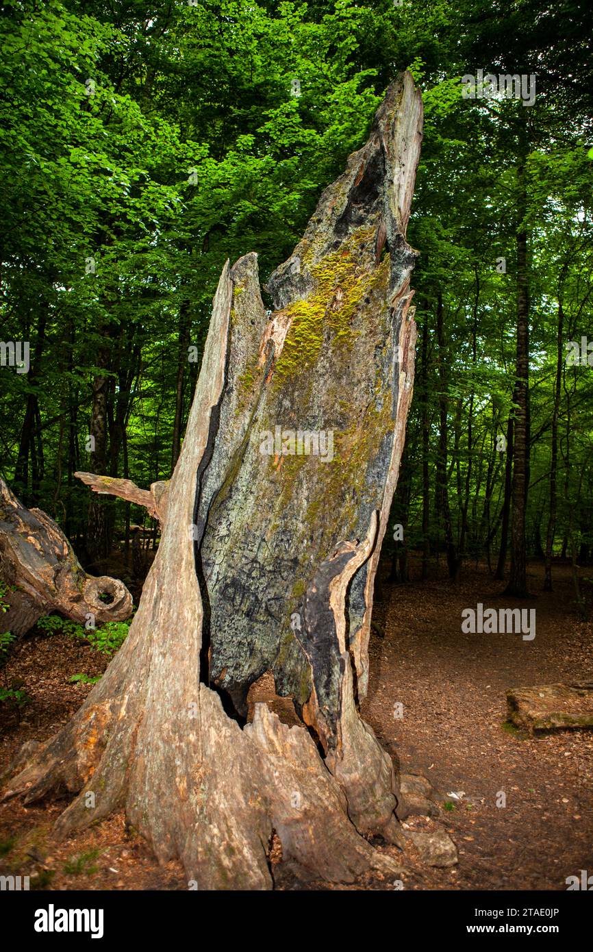 Old rotten oak tree, Primeval forest Urwald Sababurg, Hofgeismar, Weser Uplands, Weserbergland, Hesse, Germany; Europe Stock Photo