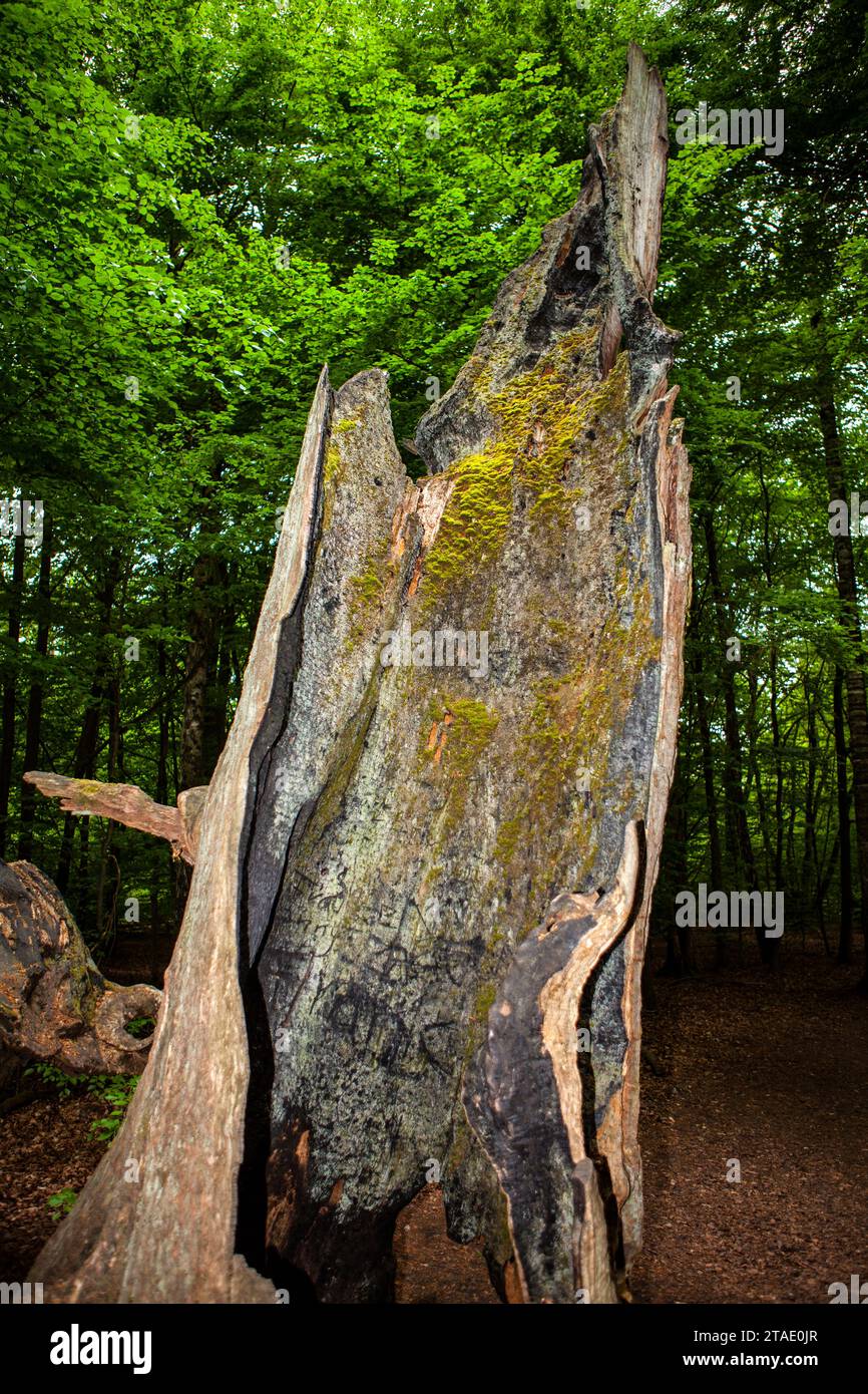 Old rotten oak tree, Primeval forest Urwald Sababurg, Hofgeismar, Weser Uplands, Weserbergland, Hesse, Germany; Europe Stock Photo