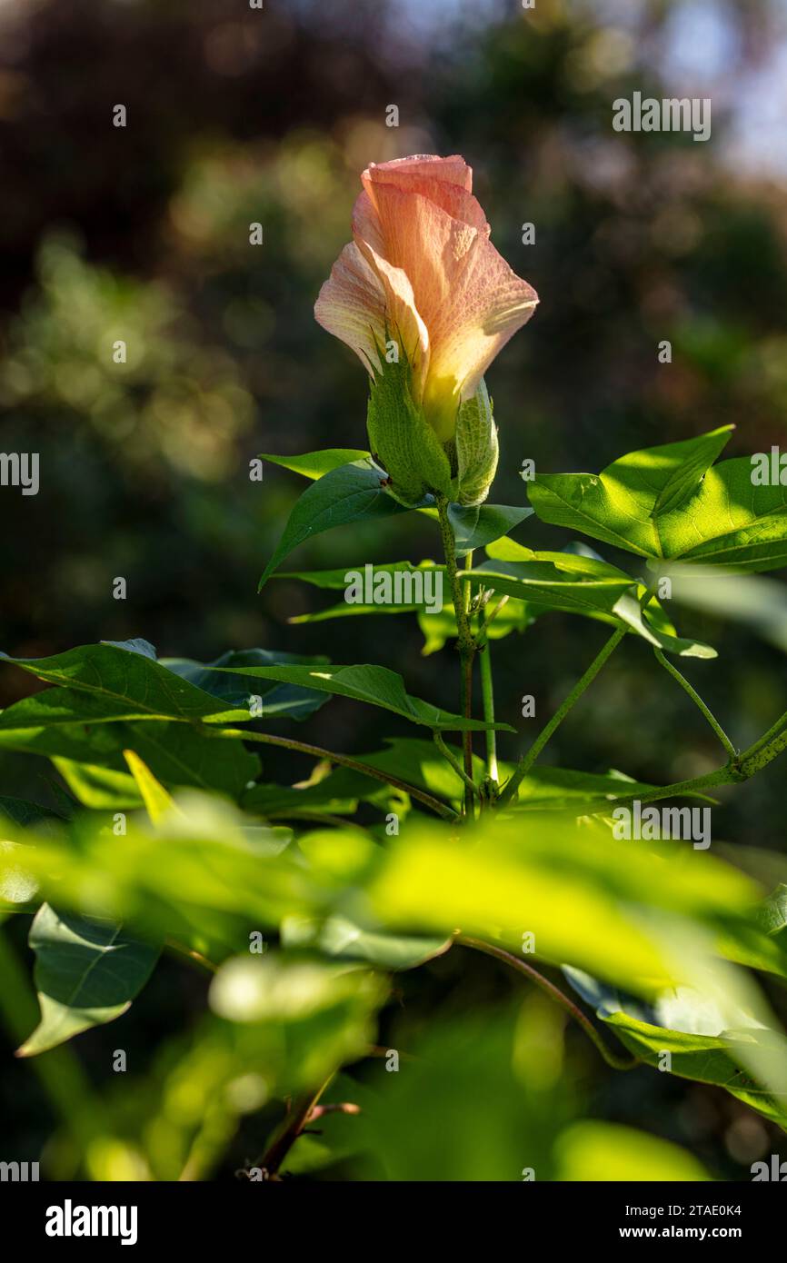 Natural close up flowering plant portrait of Algodon Cotton shrub. Stock Photo