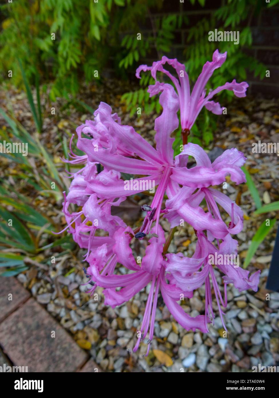 Pretty little Nerine bowdenii × ‘Grace’ flowering in early winter. Natural close up flowering plant portrait in high definition with negative space Stock Photo